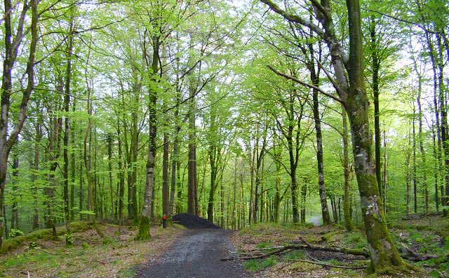 Mullaghmeen Forest in May